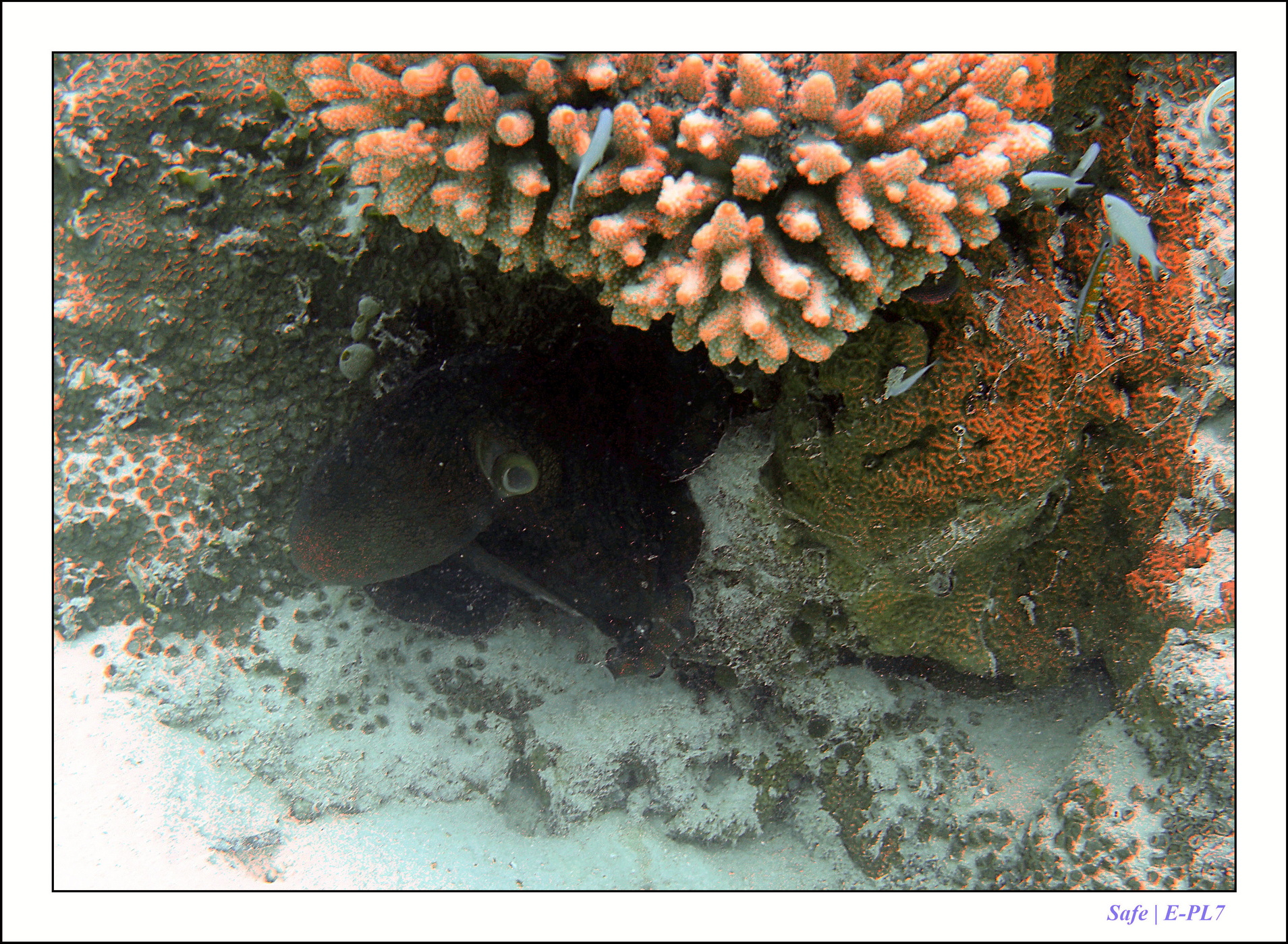 2022 - 07 - snorkeling Maldives - 015